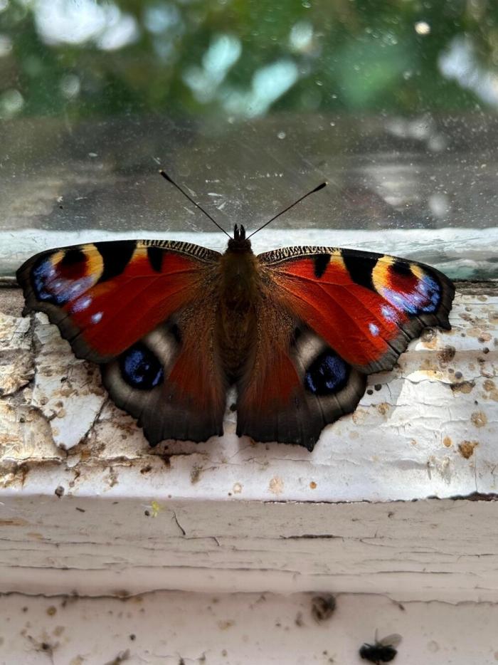 ���������! ������� �������� ��� ���������� (30 ����)