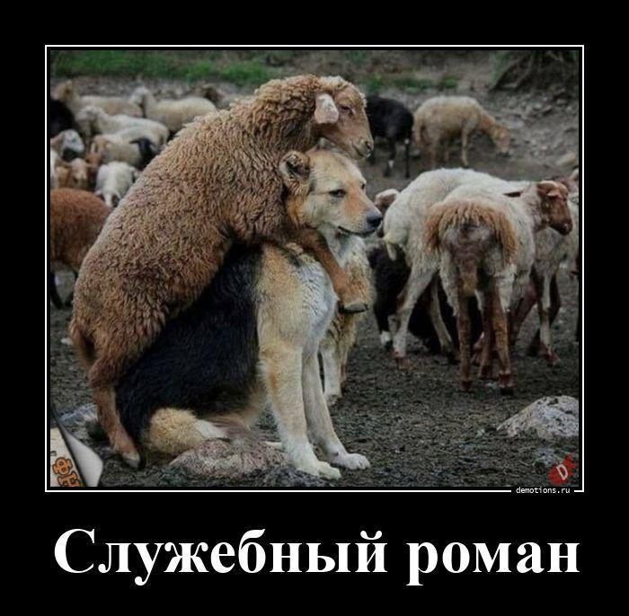 ������������ ������������ (15 ����)