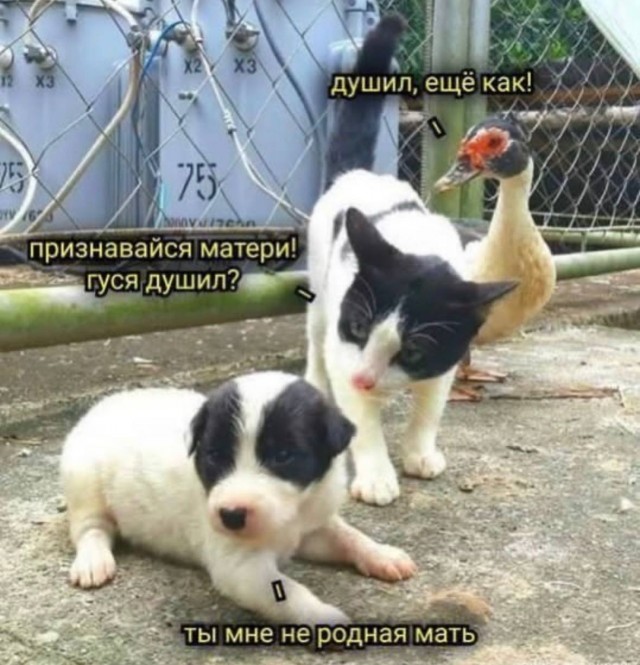 �������� �������� ��� ��������� ���������� (45 ����)