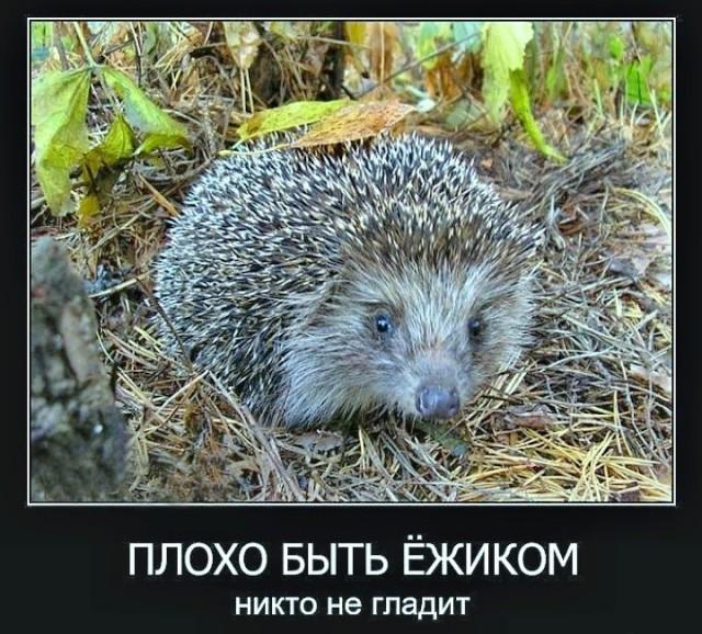 ������������ �������� (15 ����)