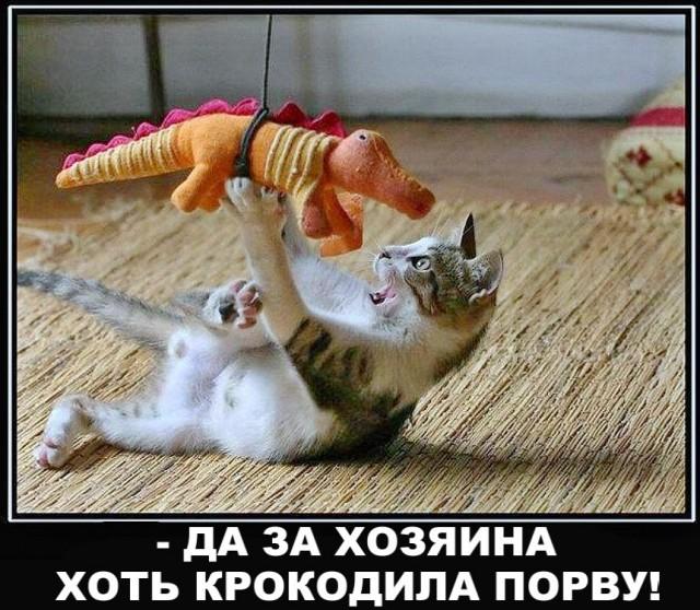 ������������ �������� (15 ����)