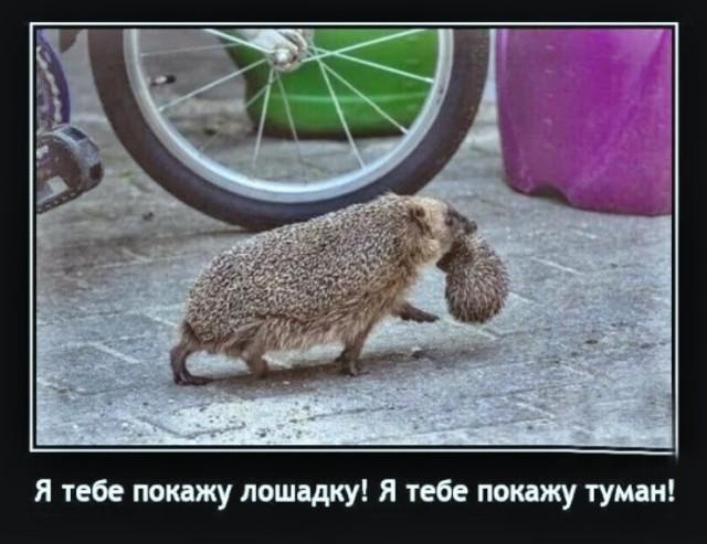 ������������ �������� (15 ����)