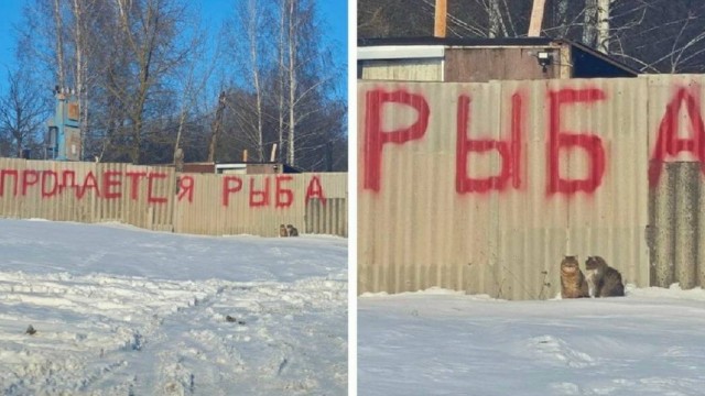 �������� ����� � �������� �� ���� (30 ����)