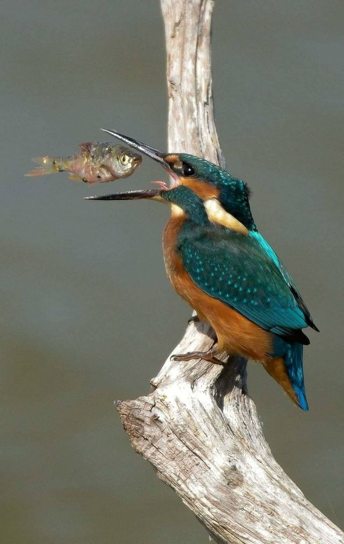 ������� ����� � �������� ��� ���������� (24 ����)