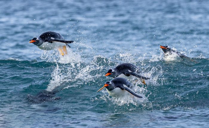 ���������! �������� ����� �������� � ����� ��� ���������� (32 ����)