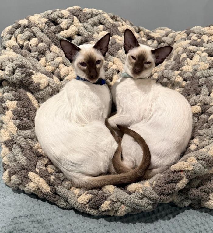 ������� �������� ��� ���������� (25 ����)