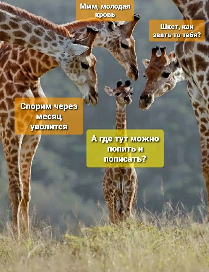 ������� ������ ����� ��� ���������� (26 ����)