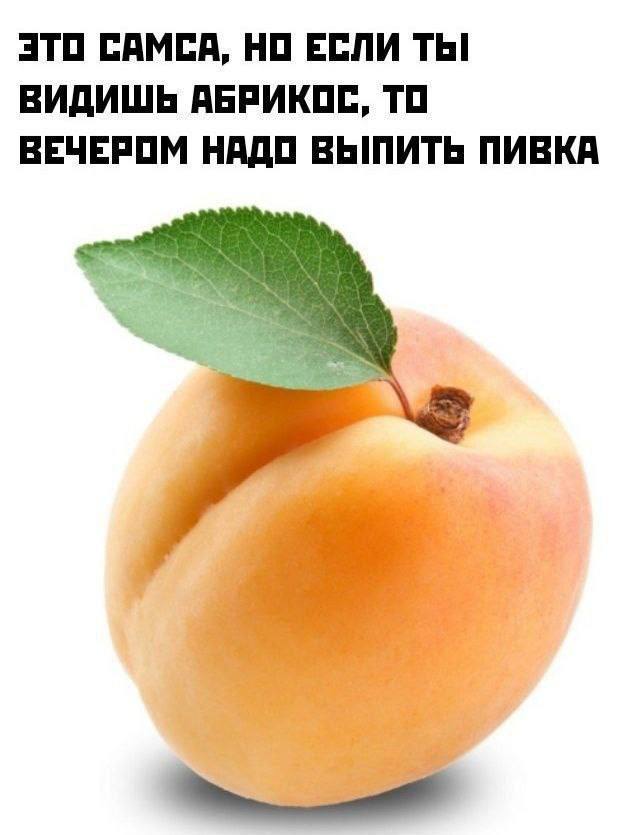 ������� ������ ����� ��� ���������� (26 ����)