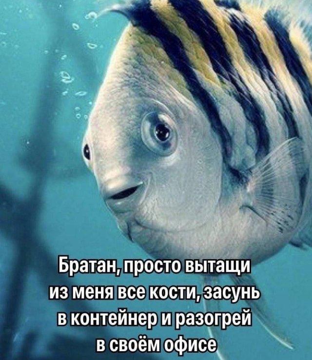 ������� ������ ����� � �������� (36 ����)