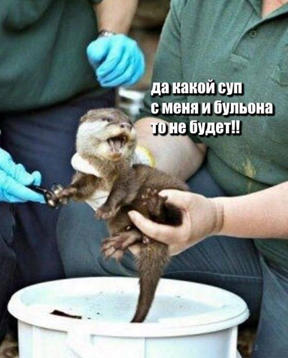 ������� ������ ����� � �������� (36 ����)