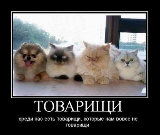 ������������ �������� (18 ����)