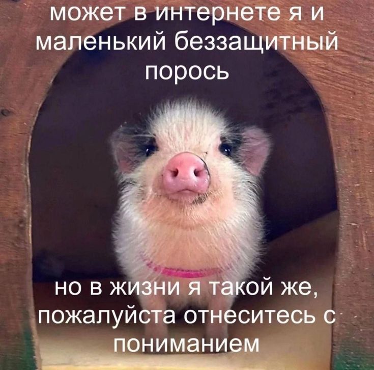 ������ ���� � ������� ��� ���������� (27 ����)