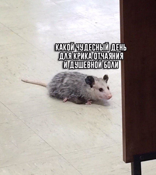 ������ ���� � ������� ��� ���������� (27 ����)