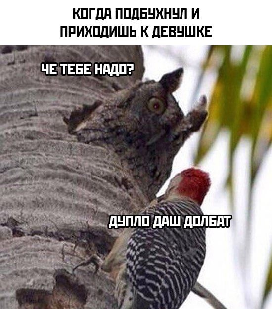������ �������� �������� �� ���� (28 ����)