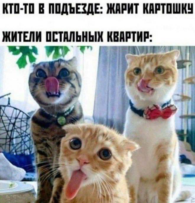 ������ ������� �� ���� (17 ����)