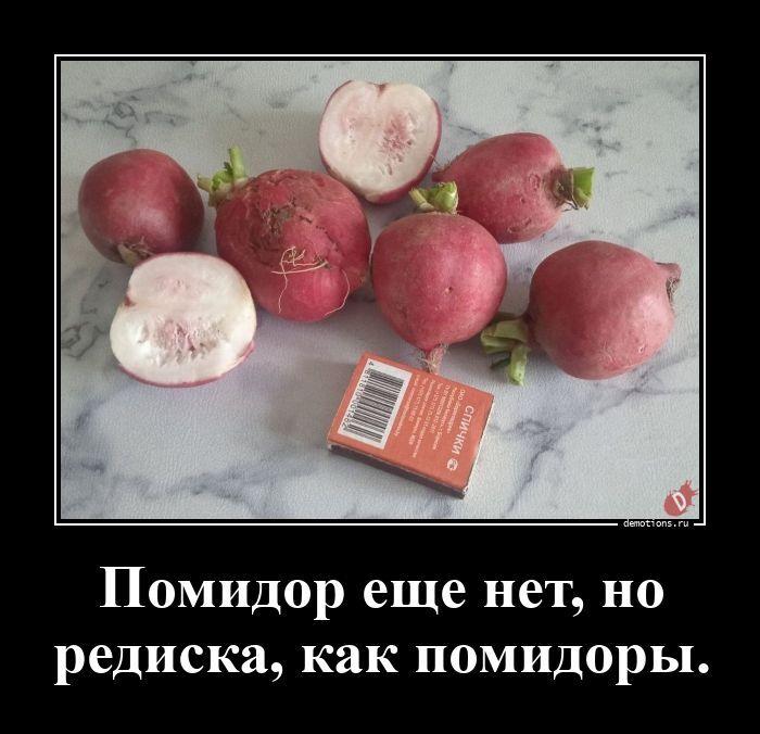 ������������ �������� (20 ����)