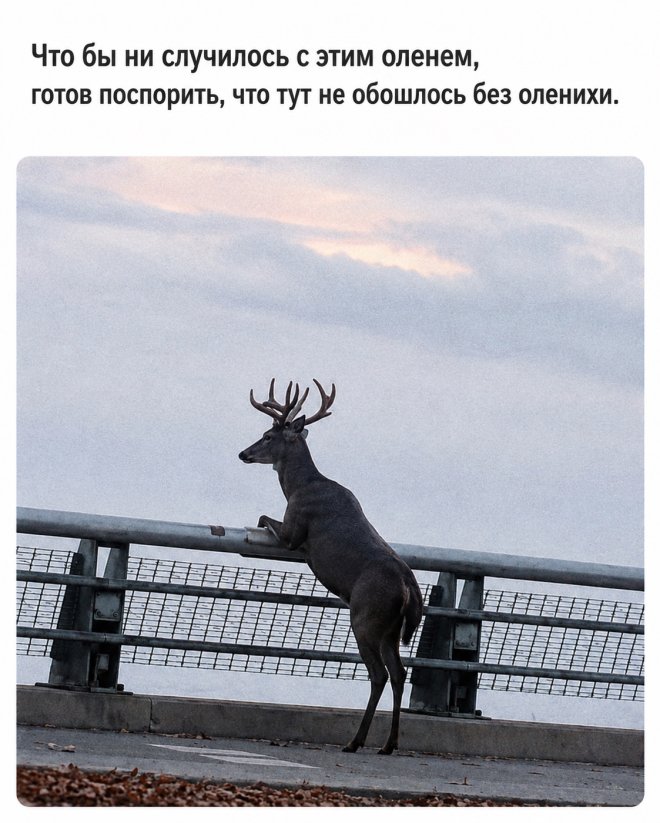 ������ ������� � ���� �� ���� (25 ����)