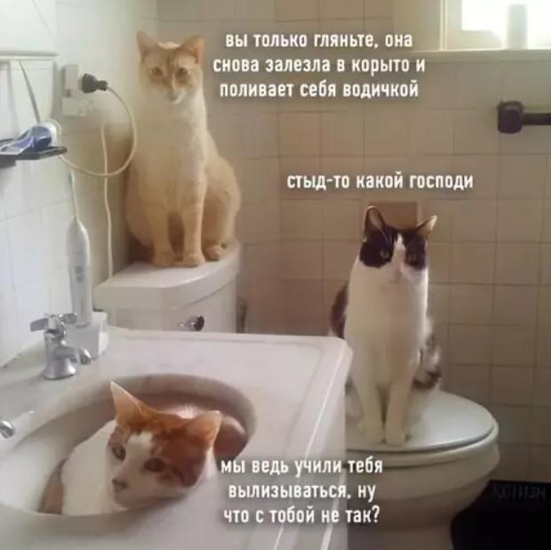 ������� ������� ��� ���������� (15 ����)