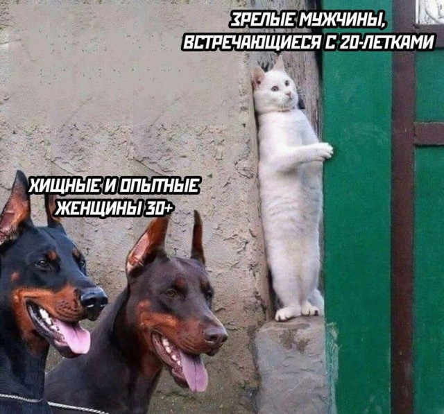 ������ ���� � ������� �� ���� (35 ����)
