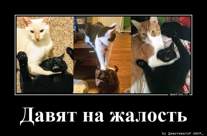 ������������ �������� (17 ����)