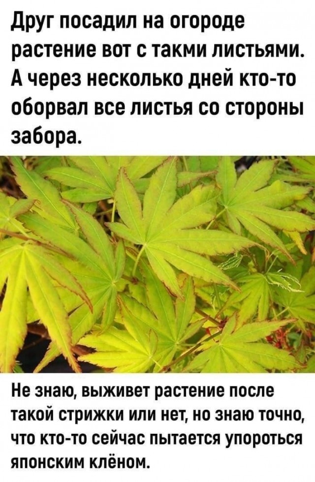 ������ �������� ����� � �������� (35 ����)